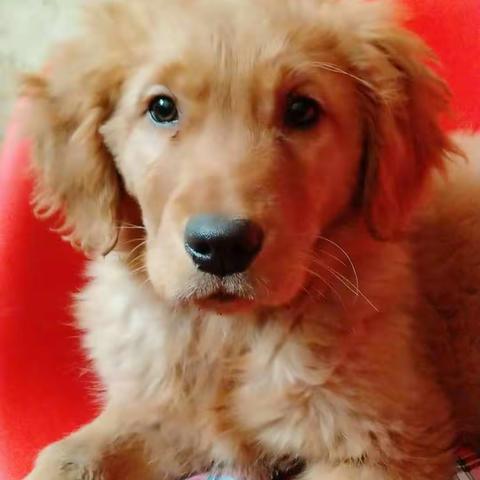 颐星装饰，装修专家！岁末大促！超低价处理库存！询 13356758676