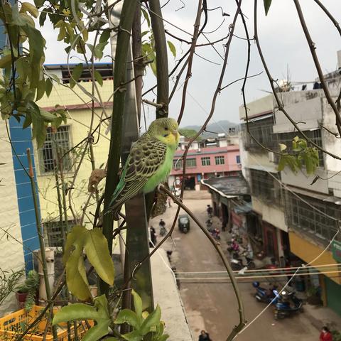 生而为鸟