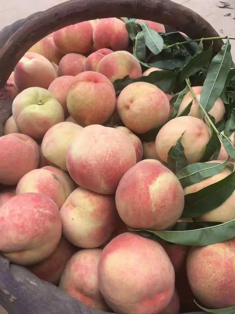 ������賿��������ܫ����- ũ��İ����:���ˮ����