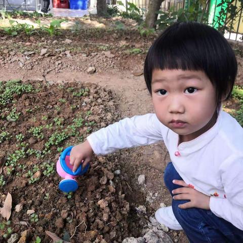 快乐种植 幸福收获——小二班种植园地活动