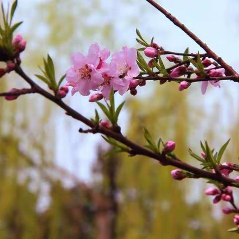 千课万人第三届小学纸艺(折纸、剪纸)技能专题培训学习心得