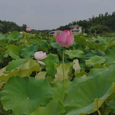 快乐参培，逐光而行——湖南师范大学附属涟源三一学校与金石镇芙蓉学校“手拉手”国培项目（B248）