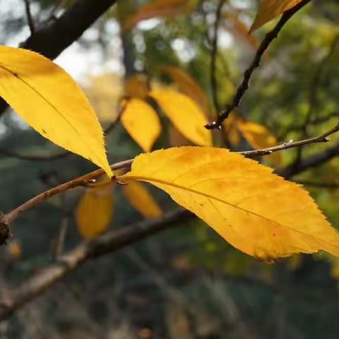 苏大校园的秋色美景