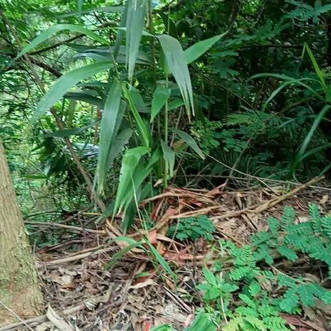 育才大地ABCmouse(国际)幼儿园→端午节“情暖粽万家″