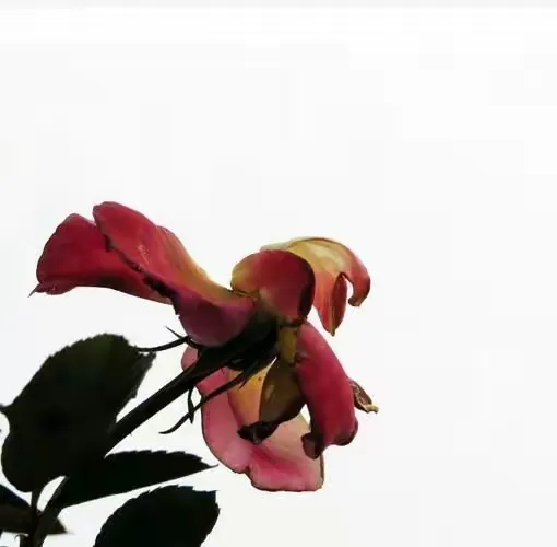 凋谢在春天里的花朵