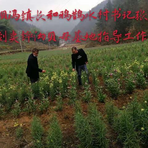 防疫发展两不误，脱贫成效齐巩固！