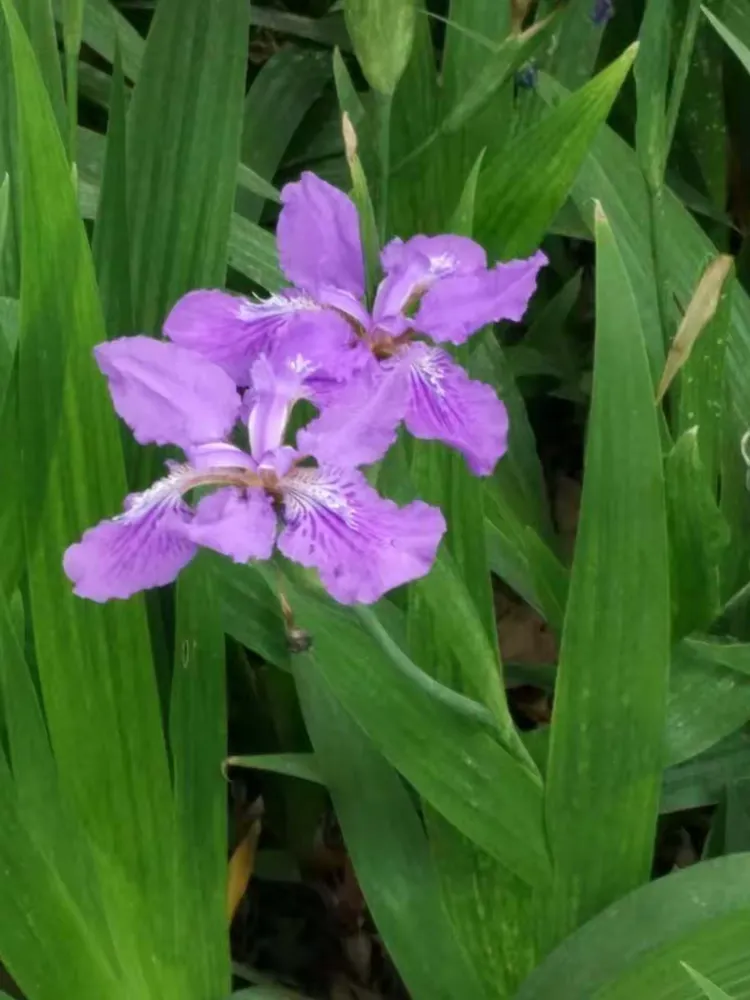 一对兰碎花花,不知道名字摇曳的狗尾巴花北方的竹子总感觉不是很翠绿