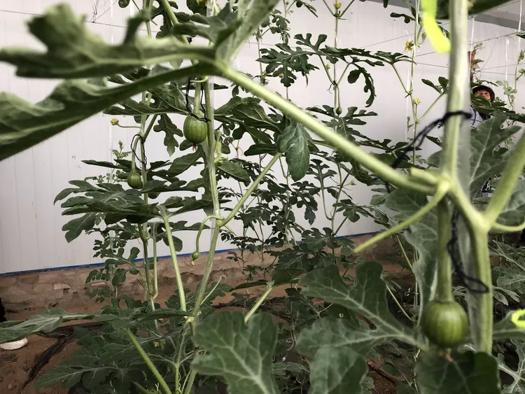 聚焦南庄：第一书记“护瓜”记