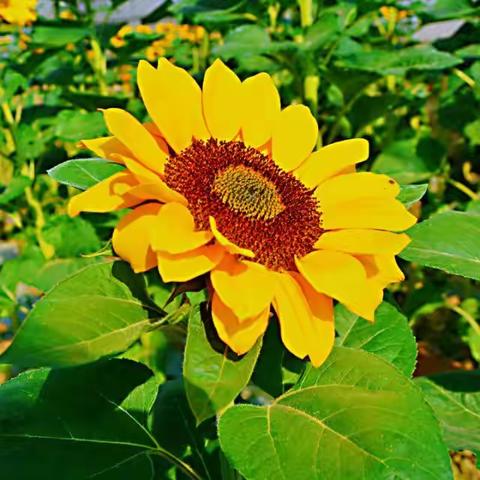 面向太阳，春暖花开