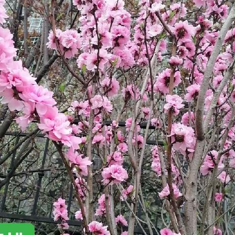 小树叶的美篇：碧桃花开.愿你无恨。 碧桃花语：《无恨》