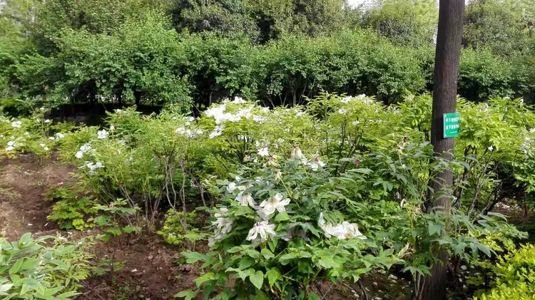 买牡丹花苗几年的好一点