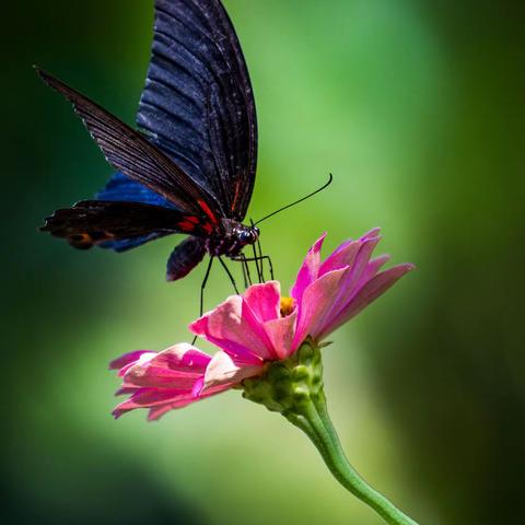 蝶恋花