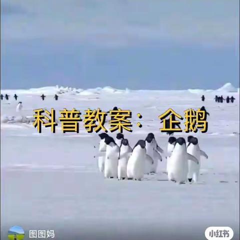 乐高积木——《企鹅》