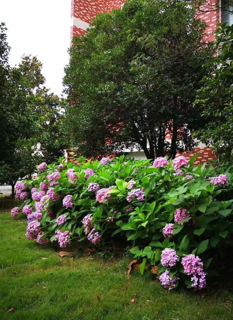 花舞 —— 校园四季