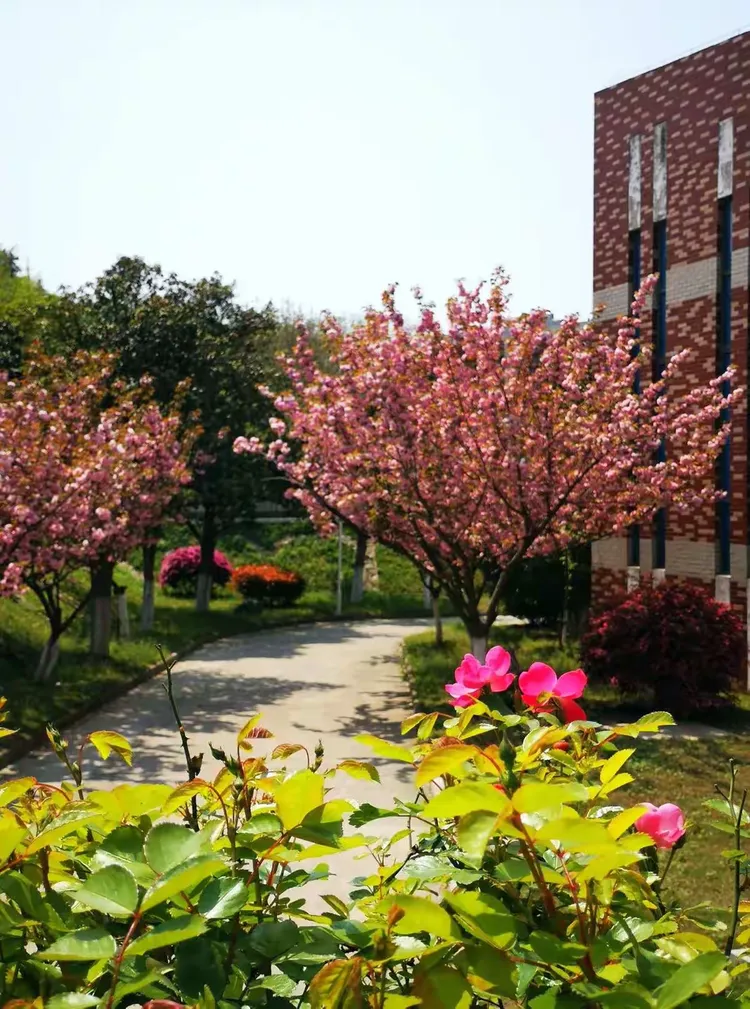 花舞 —— 校园四季