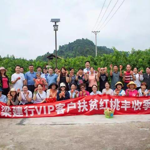 建行铜梁支行开展VIP客户扶贫红桃丰收采摘活动