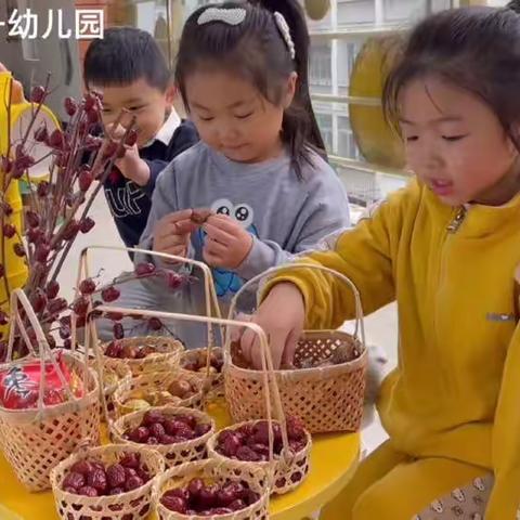 宣城市第一幼儿园大九班主题探索——《枣来枣去》