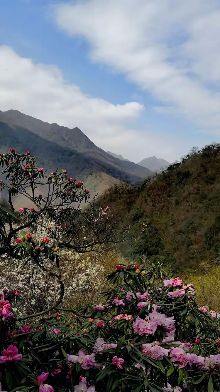 等你等到山花开《一》