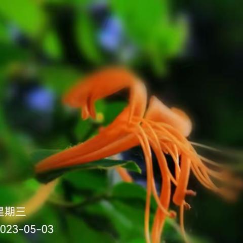 🌸花儿朵朵