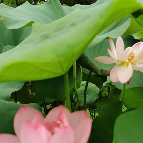 植物园里夏日莲