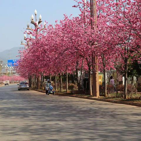 百花绽放丽江坝，雪山路上赏樱花。