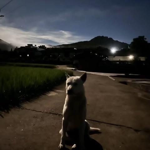 追星之夜（四）月夜@夜话