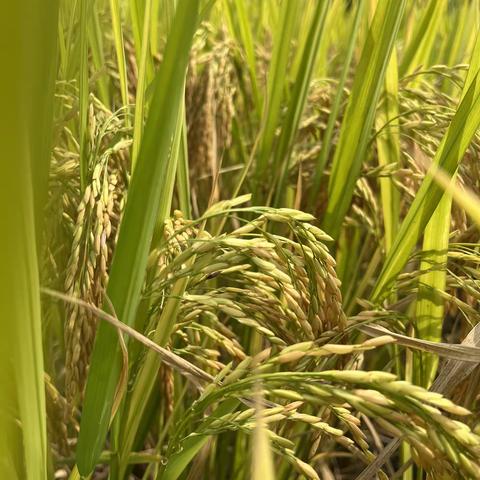 小荷才露尖尖角———韶关市曲江初级中学学生美文展示（第二期）