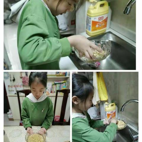 蠡县第三实验小学 三二班实践活动——小豆子发芽啦！