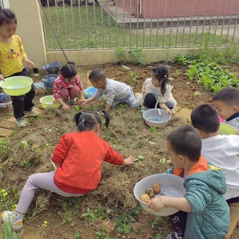 “土”中寻宝 ﻿“豆”趣横生府城镇百合华侨小学附设幼儿园中班挖土豆实践活动