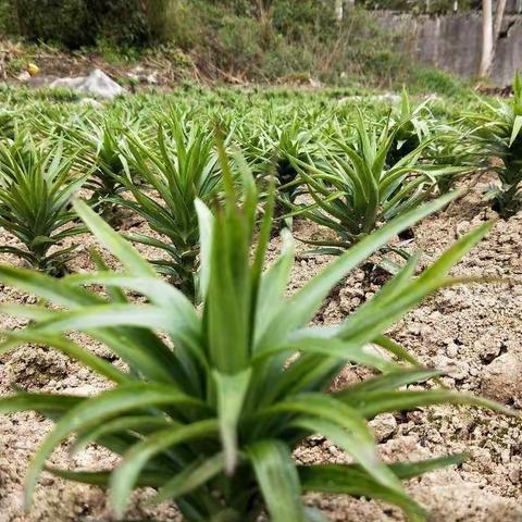 春风化雨，师心如yang