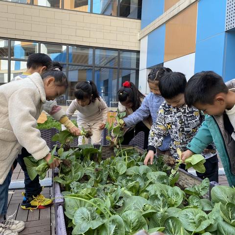 种蔬菜 乐陶陶——状元里小学碧玉石中队