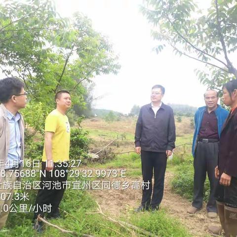 罗军副市长到宜州区调研低海拔地区核桃开花结果情况