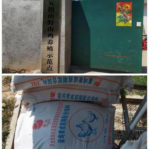 五指山市农业农村局开展畜牧产业巡查工作