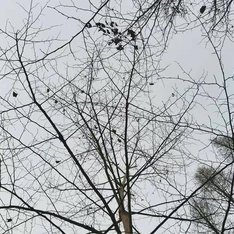 怀念寒冬里的北方