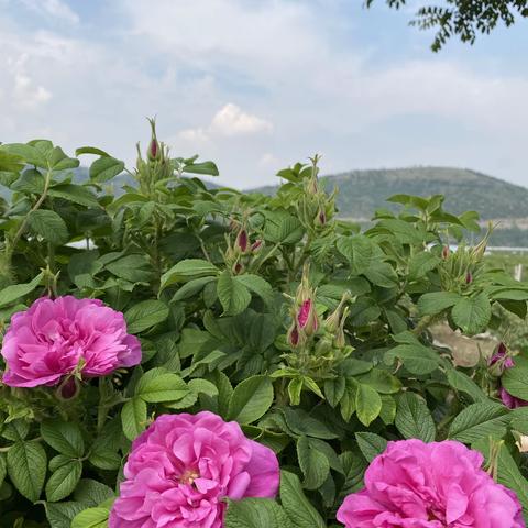 劳动最光荣🌟🌟🌟！瞧，这群可爱的小蜜蜂🐝🐝🐝，辛勤的忙碌着🌷🌷🌷