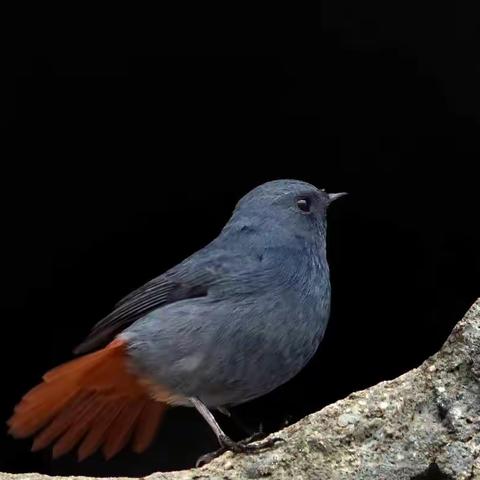 红尾水鸲