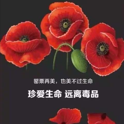 全力禁毒，铲除罂粟，黄粱梦所铲罂粟14株，处罚3人！