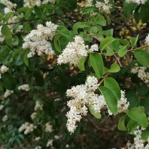 泰西中学校园花卉植物（9黄杨)