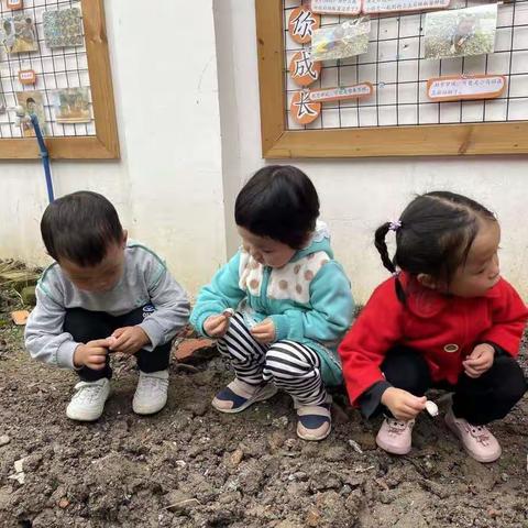 食育:美食制作“蒜苗炒腊肉”——小一班