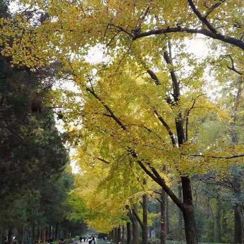 我与雨花实小的故事（第十六天）