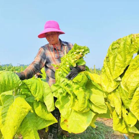 郏县打烟叶