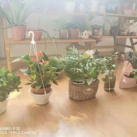 【隆回县幼儿园】中一班完成班级绿植墙建设