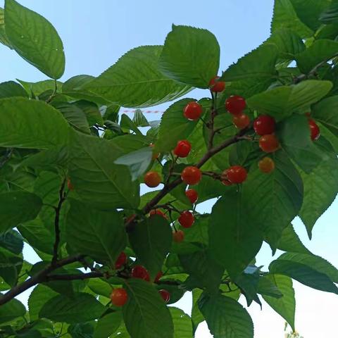 赵家樱桃沟(系列二)：舌尖上难以忘怀的乡愁