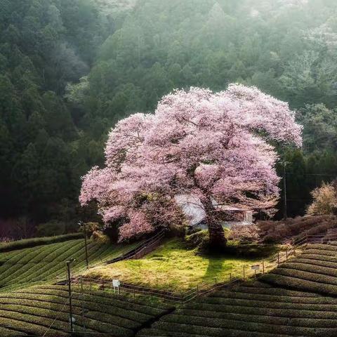 桃花月的天使👼🏻