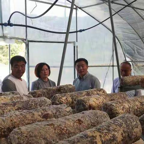 市政府秘书长一行到南湖村进行调研