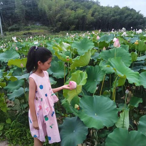 柳城小学嘉树中队吴雨桐双减下的暑假实践之四莲活动