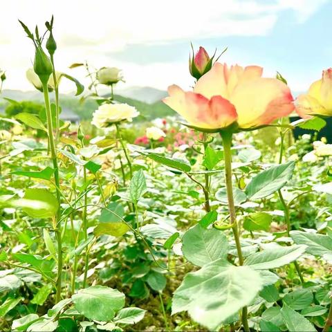 丰富多彩的暑假生活