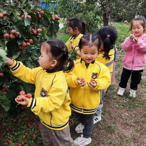 绿光幼儿园“快乐采摘  品味美食”生活实践活动