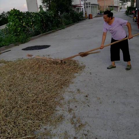 为国爱国，缺啥种啥：近期到平昌县西兴社区，看到家家打早豆，坡里有迟熟，玉米大豆带壮种植随处可见。