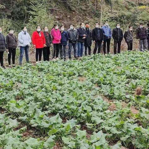 油菜泛绿波 专家再开药